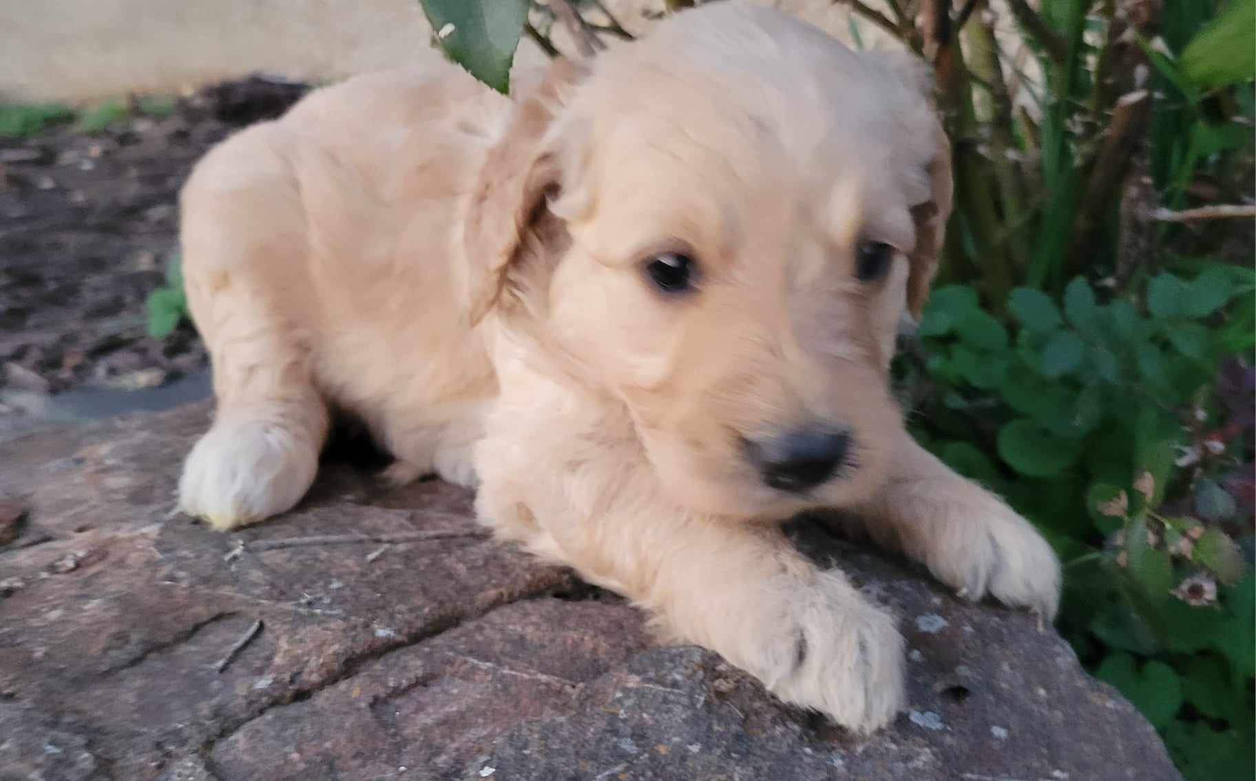 puppy, for, sale, Poodle Standard/Golden Retriever, Lana  Arnall, dog, breeder, Hartville, MO, dog-breeder, puppy-for-sale, forsale, nearby, find, puppyfind, locator, puppylocator, aca